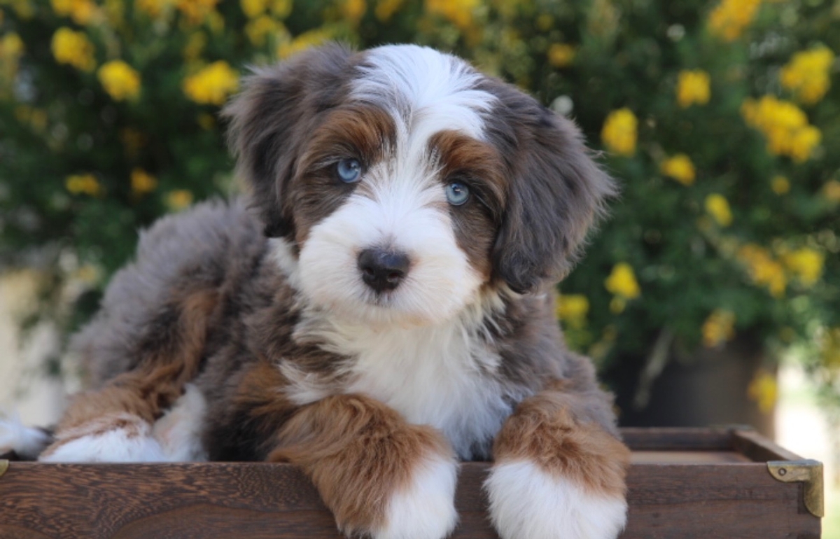 Bernedoodle Puppy Delivery & Flight Nanny Service 